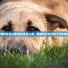 (狗狗的逆反心理)狗的逆反心理，理解并应对犬类行为中的挑战