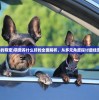 (适合养的萌宠)萌宠养什么好的全面解析，从多元角度探讨最佳宠物选择