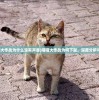(喵喵大作战为什么没有声音)喵喵大作战为何下架，深度分析与探讨