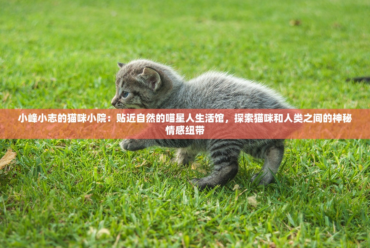 (代号弥弥尔和深空之眼是什么关系)代号，弥尔与深空之眼，探索未知的神秘之旅