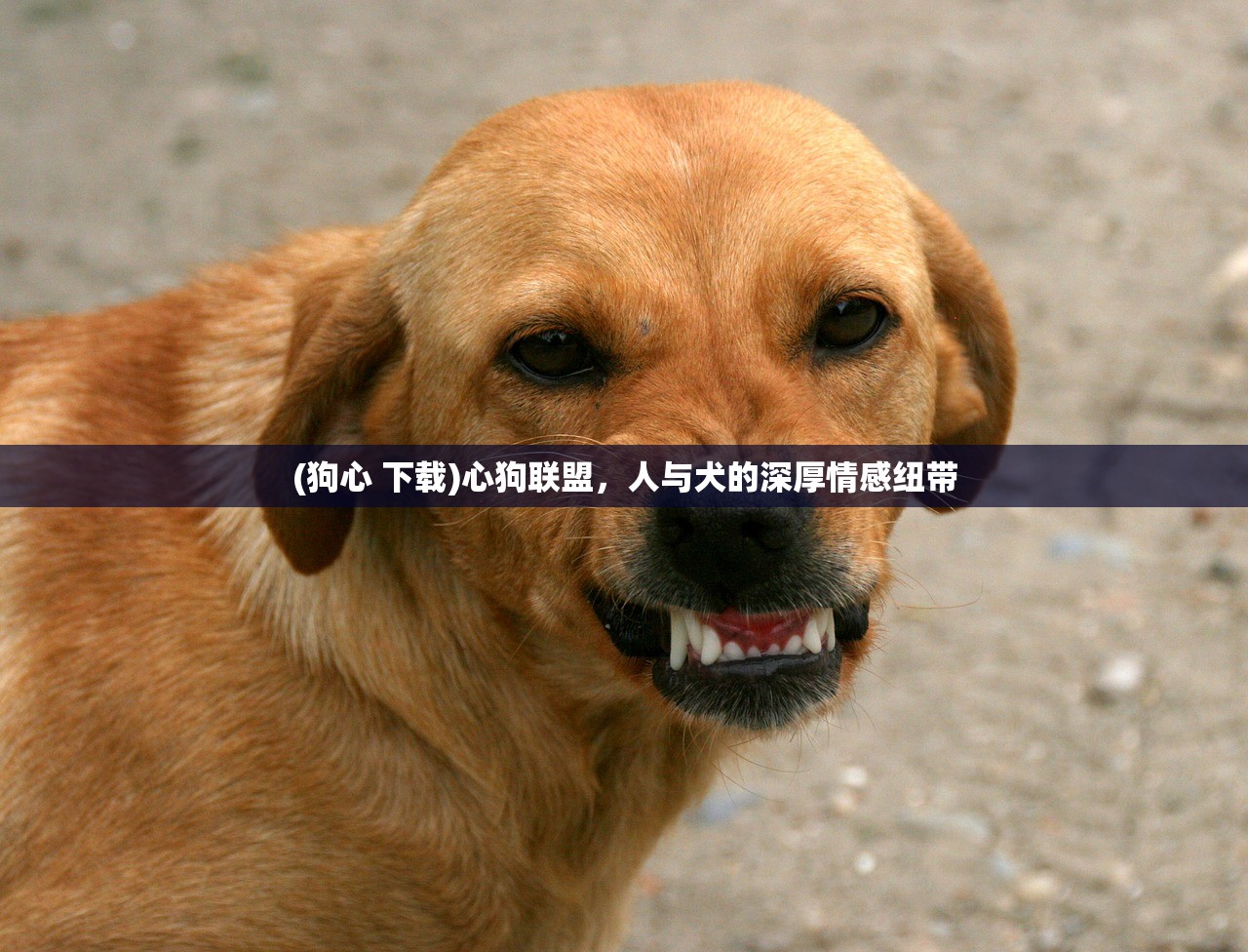 (精灵食肆妖怪图鉴在哪)精灵食肆妖怪图鉴，深度解析与常见问答