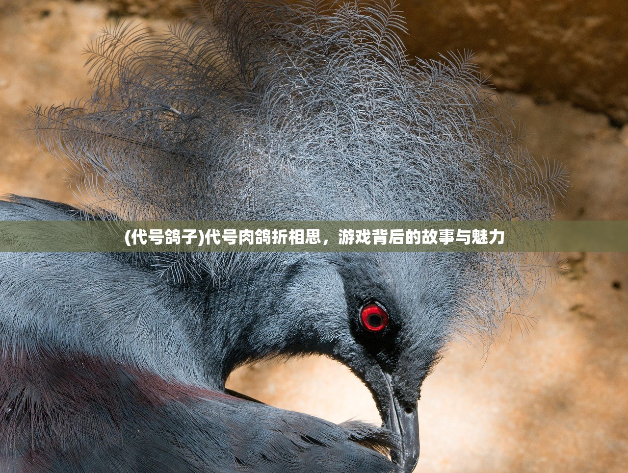 (代号鸽子)代号肉鸽折相思，游戏背后的故事与魅力