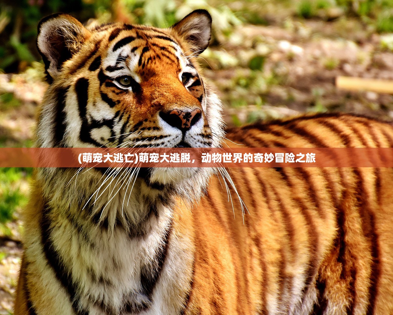 (萌宠大逃亡)萌宠大逃脱，动物世界的奇妙冒险之旅