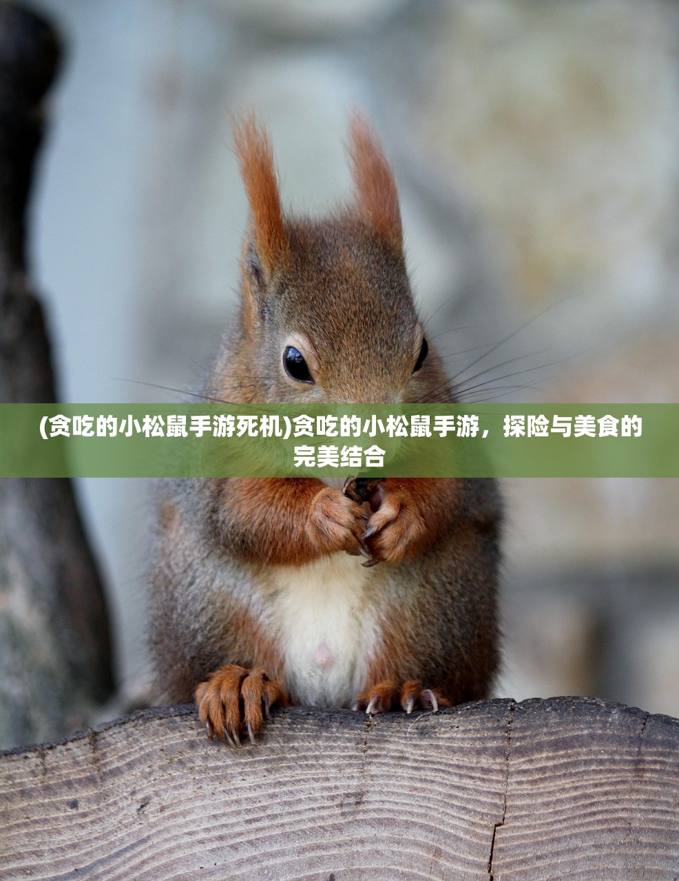 (贪吃的小松鼠手游死机)贪吃的小松鼠手游，探险与美食的完美结合