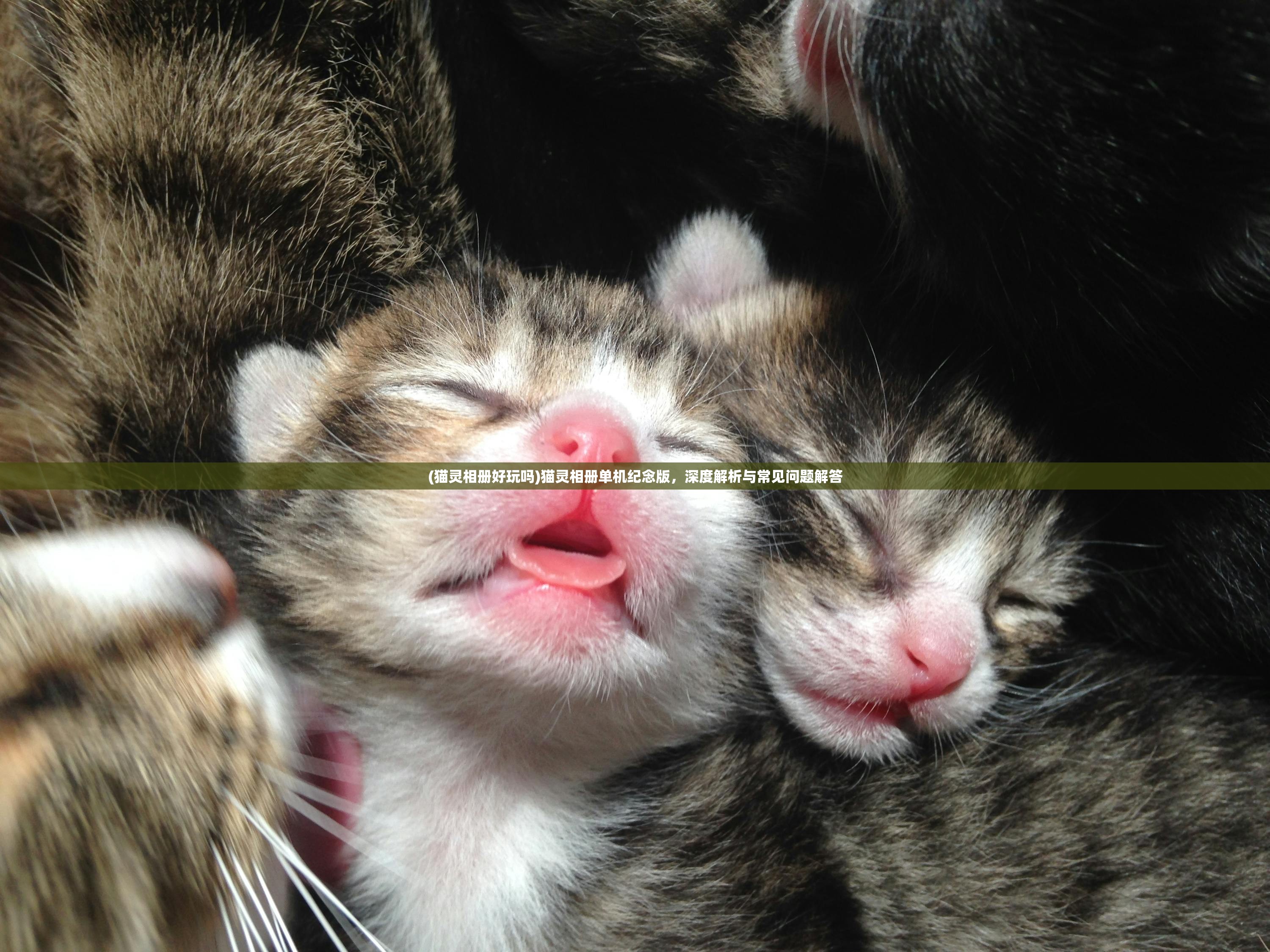 (猫灵相册好玩吗)猫灵相册单机纪念版，深度解析与常见问题解答