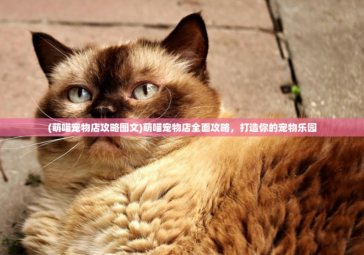 (萌喵宠物店攻略图文)萌喵宠物店全面攻略，打造你的宠物乐园