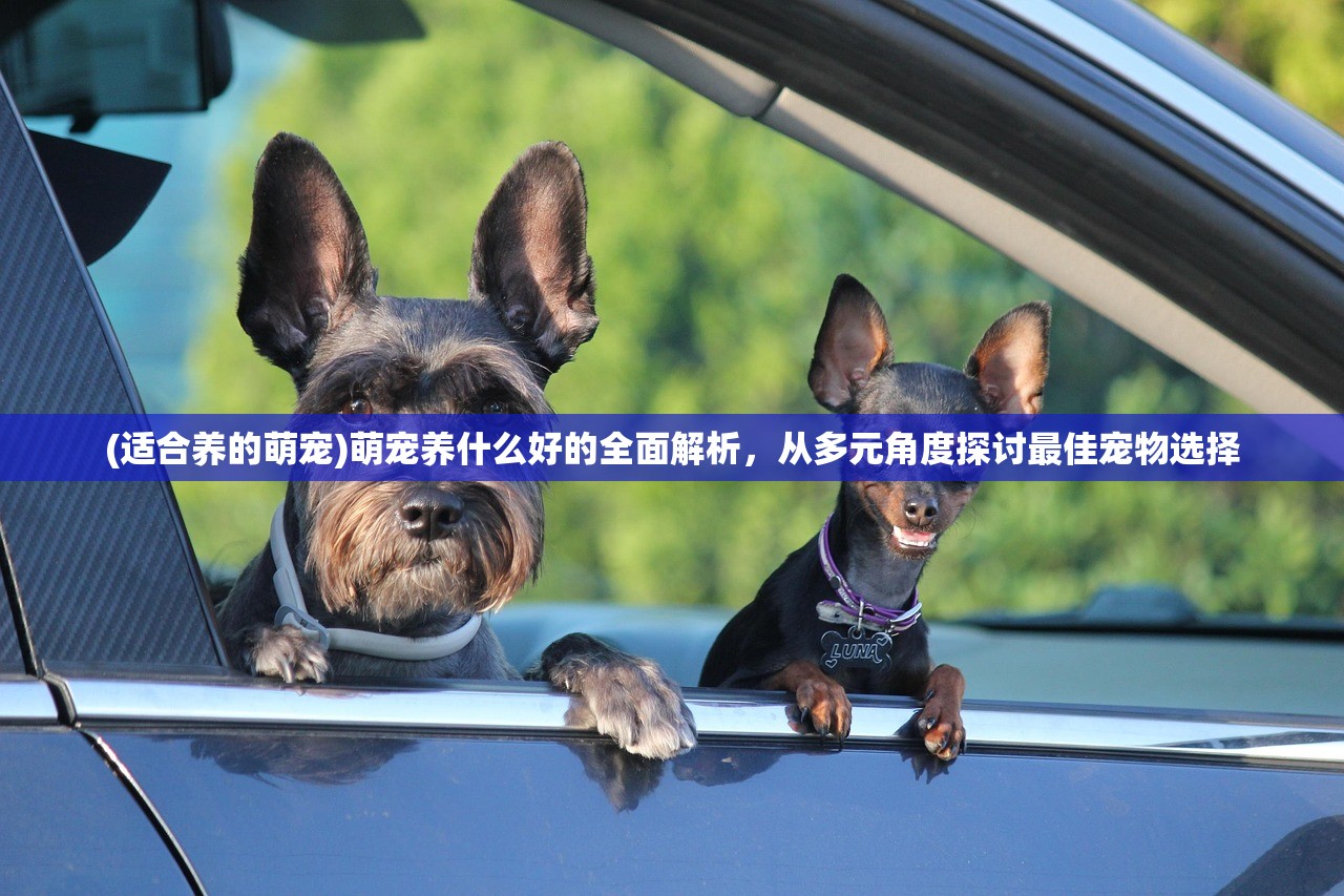 (适合养的萌宠)萌宠养什么好的全面解析，从多元角度探讨最佳宠物选择