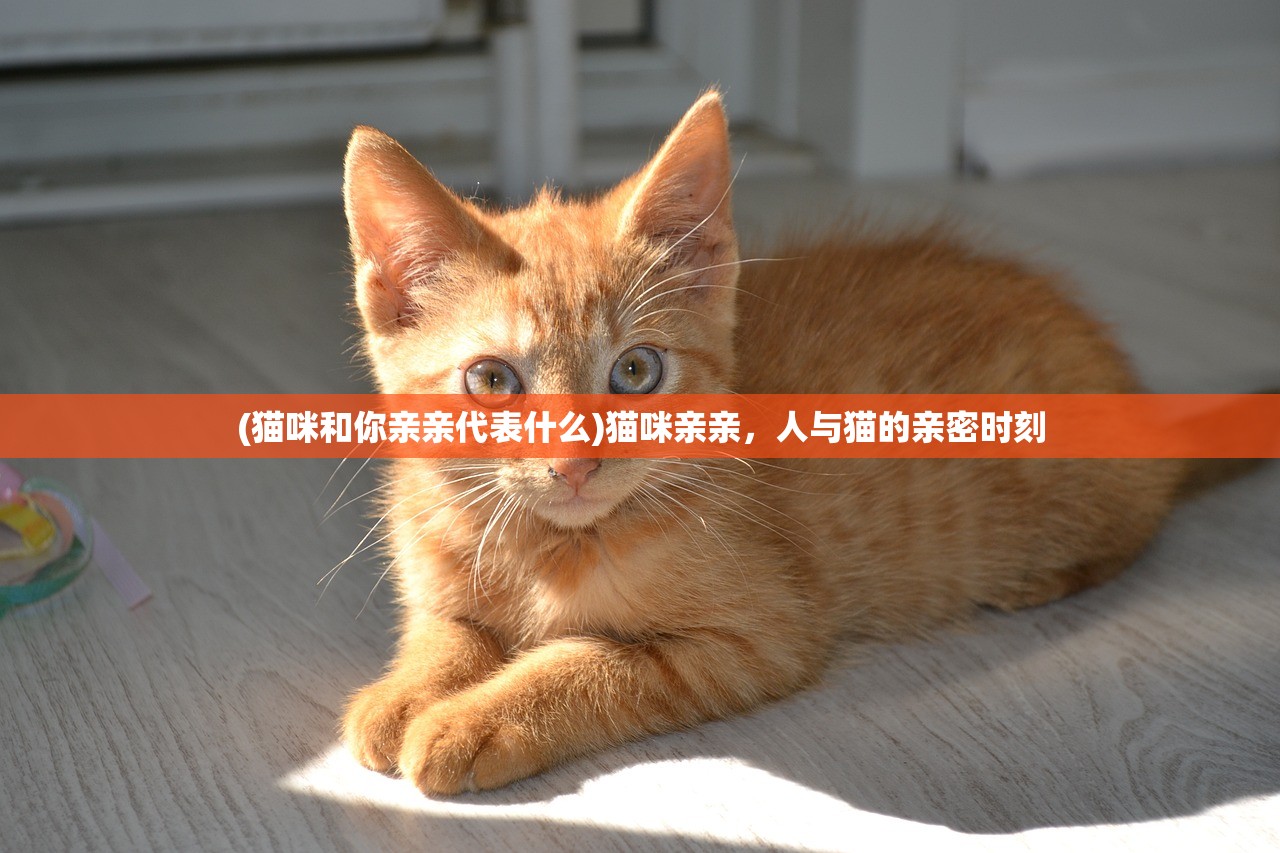 (猫咪和你亲亲代表什么)猫咪亲亲，人与猫的亲密时刻