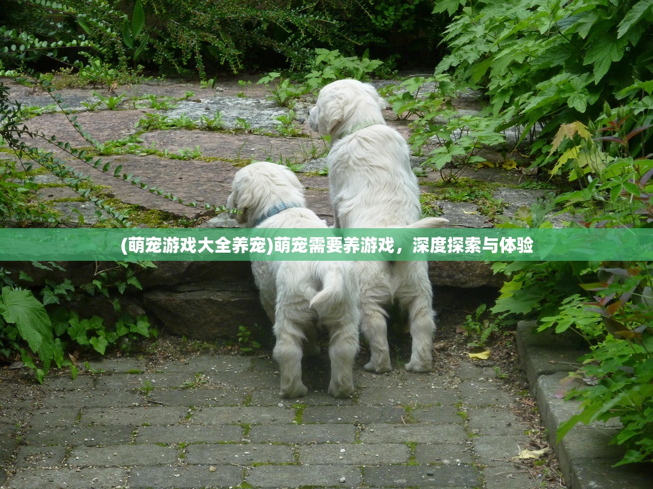 (萌宠游戏大全养宠)萌宠需要养游戏，深度探索与体验